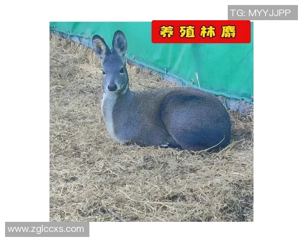 足球背麝香的奇妙旅程揭示了运动与自然的完美结合与和谐共生